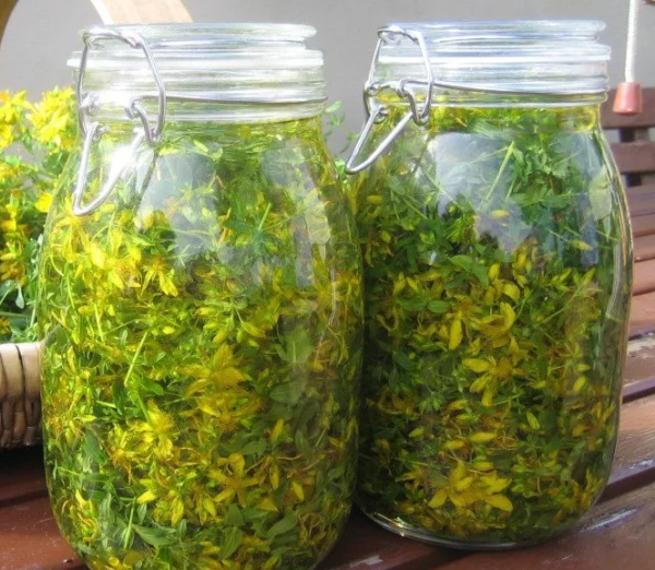 Настоянка звіробою: рецепти приготування в домашніх умовах спиртового цілющого продукту на горілку, самогон та спирту та інструкція по застосуванню